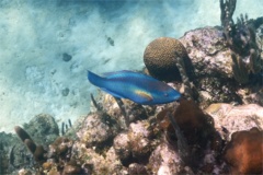 Parrotfish - Princess Parrotfish - Scarus taeniopterus