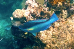 Parrotfish - Princess Parrotfish - Scarus taeniopterus