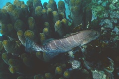 Groupers - Tiger Grouper - Mycteroperca tigris