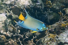 Angelfish - Queen Angelfish - Holacanthus ciliaris