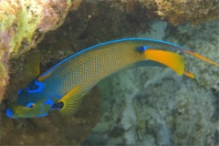 Angelfish - Queen Angelfish - Holacanthus ciliaris