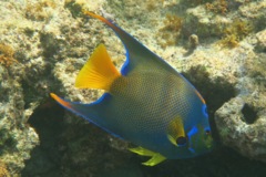 Angelfish - Queen Angelfish - Holacanthus ciliaris