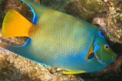 Angelfish - Queen Angelfish - Holacanthus ciliaris