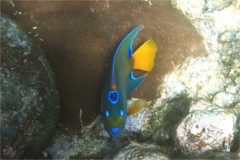 Angelfish - Queen Angelfish - Holacanthus ciliaris