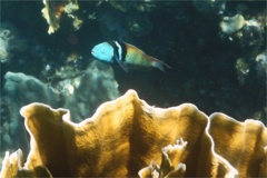 Wrasse - Bluehead Wrasse - Thalassoma bifasciatum