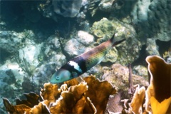 Wrasse - Bluehead Wrasse - Thalassoma bifasciatum