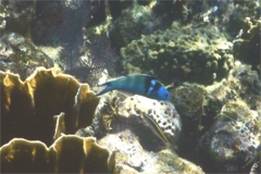 Wrasse - Bluehead Wrasse - Thalassoma bifasciatum