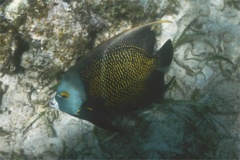 Angelfish - French Angelfish - Pomacanthus paru