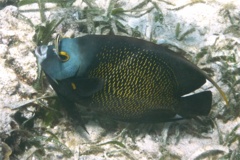 Angelfish - French Angelfish - Pomacanthus paru