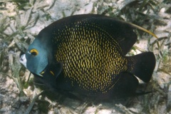 Angelfish - French Angelfish - Pomacanthus paru