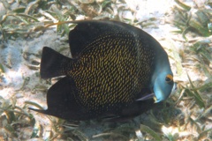 Angelfish - French Angelfish - Pomacanthus paru