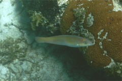 Wrasse - Yellowhead Wrasse - Halichoeres garnoti