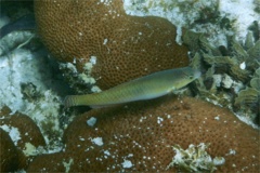 Wrasse - Yellowhead Wrasse - Halichoeres garnoti