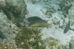 Wrasse - Yellowhead Wrasse - Halichoeres garnoti