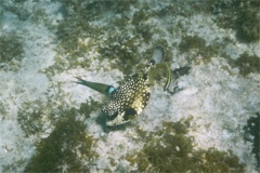 Trunkfish - Smooth Trunkfish - Lactophrys triqueter