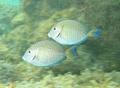 Surgeonfish - Doctorfish - Acanthurus chirurgus