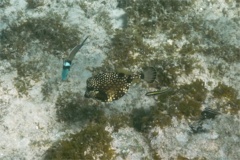 Trunkfish - Smooth Trunkfish - Lactophrys triqueter