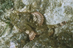 Scorpionfish - Spotted Scorpionfish - Scorpaena plumieri