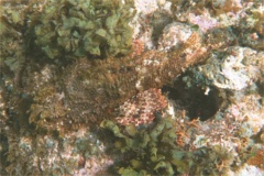 Scorpionfish - Spotted Scorpionfish - Scorpaena plumieri