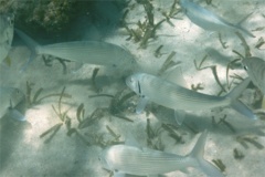 Bonefishes - Bonefish - Albula vulpes