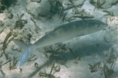 Bonefishes - Bonefish - Albula vulpes