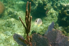 Butterflyfish - Foureye Butterflyfish - Chaetodon capistratus