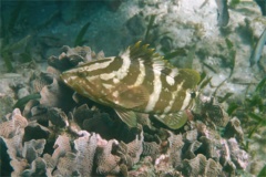 Groupers - Nassau Grouper - Epinephelus striatus