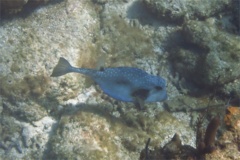 Trunkfish - Buffalo Trunkfish - Lactophrys trigonus