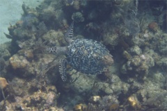 Turtle - Hawksbill Turtle - Eretmochelys imbricata