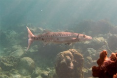 Barracuda - Great Barracuda - Sphyraena barracuda