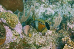 Filefish - Whitespotted Filefish - Cantherhines macrocerus