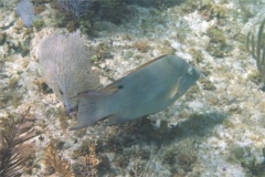 Hogfish - Hogfish - Lachnolaimus maximus