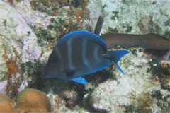 Surgeonfish - Blue Tang - Acanthurus coeruleus