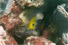 Surgeonfish - Blue Tang - Acanthurus coeruleus