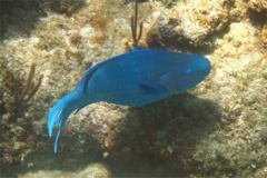 Parrotfish - Blue Parrotfish - Scarus coeruleus