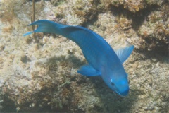 Parrotfish - Blue Parrotfish - Scarus coeruleus