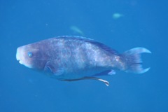 Parrotfish - Blue Parrotfish - Scarus coeruleus