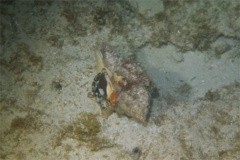 Sea Snails - West Indian Chank - Turbinella angulata