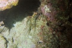 Spiny Lobsters - Spotted Spiny Caribbean Lobster - Panulirus guttatus