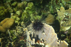 Sea Urchins - Longspine Sea Urchin - Diadema antillarum