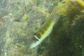 Wrasse - Bluehead Wrasse - Thalassoma bifasciatum