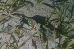 Octopuses - Caribbean Reef Octopus - Octopus briareus