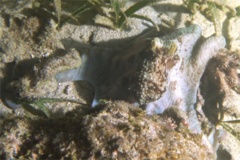 Octopuses - Caribbean Reef Octopus - Octopus briareus