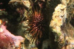 Sea Urchins - Reef Urchin - Echinometra viridis