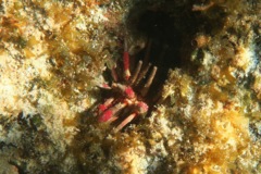 Sea Urchins - Slate Pencil Sea Urchin - Eucidaris tribuloides