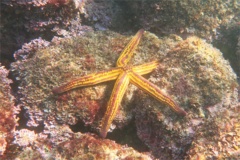 Starfish - Yellow Spotted Star - Pharia pyramidata