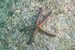 Starfish - Yellow Spotted Star - Pharia pyramidata