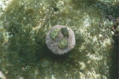 Sea Urchins - Pink Flower Urchin - Toxopneusteus roseus