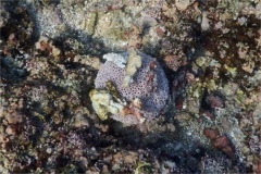 Sea Urchins - Pink Flower Urchin - Toxopneusteus roseus