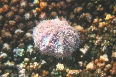 Sea Urchins - Pink Flower Urchin - Toxopneusteus roseus